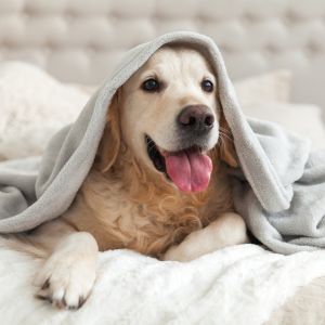 your pet