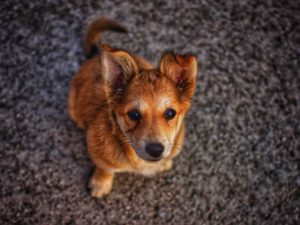 Pet Planning Opens The Door To Responsible Pet Ownership For Seniors